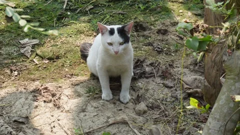A domestic cat 스톡 동영상 332586107