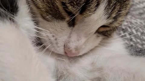 Domestic cat Stock-Footage 342662649