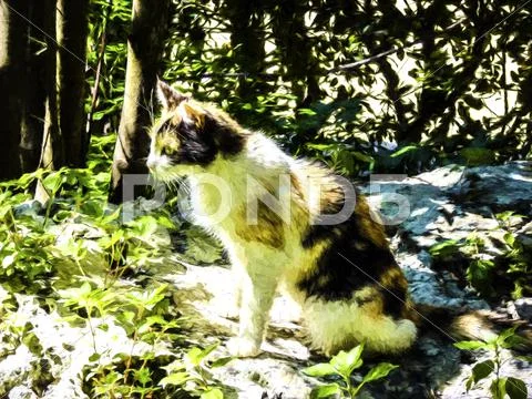 Domestic Cat In The Garden - Painting Effect