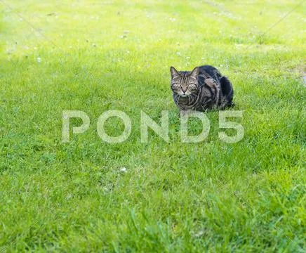 Domestic cat in a grass Stock Photos