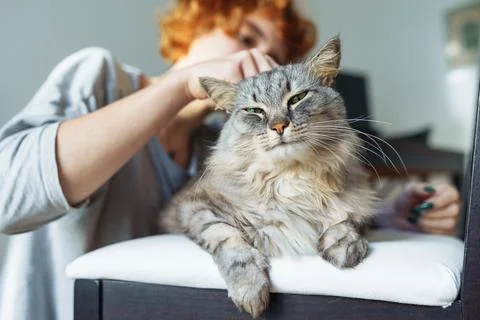 Domestic cat grooming Stock Photos