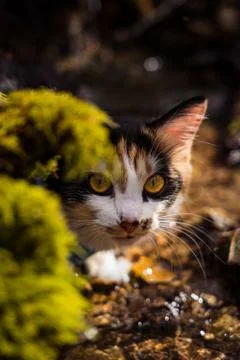 Domestic Cat hiding behind vegetation Stock Photos