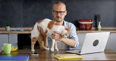 A domestic cat interferes with a man's work at a laptop Vidéo 240328370