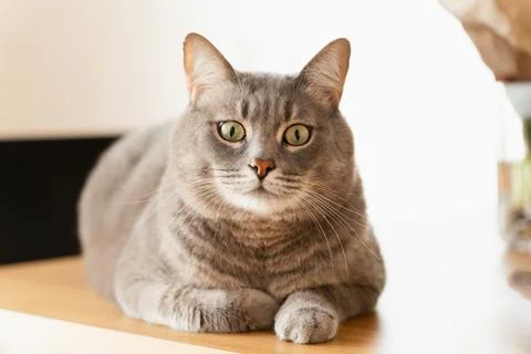 Domestic cat lay down on the table, surprised look Stock Photos