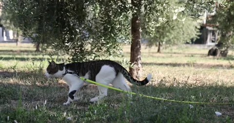 Domestic Cat on Leash Strolling Through Green Grass in Public Park Stock Footage 343576537