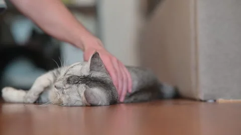 A domestic cat lies on the floor while being gently petted by a person. The Vidéo 337101522