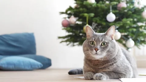 Domestic cat looking at camera Stock Footage 261753823