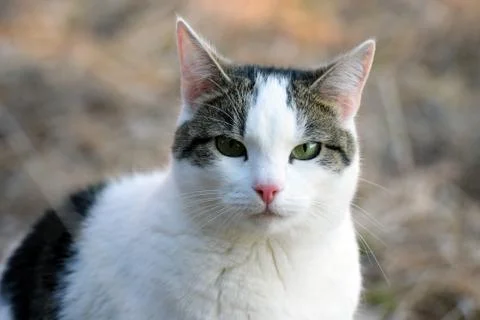 Domestic cat looking at camera Stock Photos