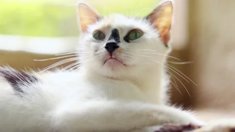 Domestic cat looking scared Stock Footage 202153118