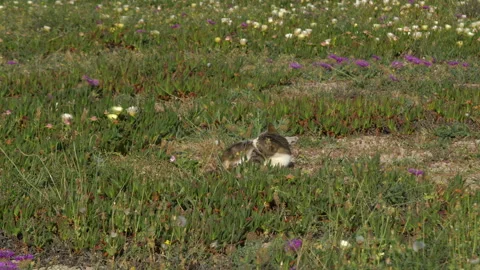 Domestic cat lying on beach surrounded by wild flowers, preening. Stock Footage 273657230