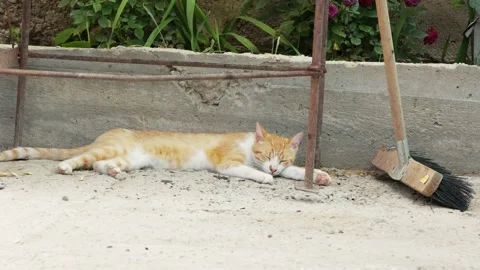 Domestic Cat Lying Down Sleep At The Home Outdoor Yard. Close Up Stockbeeldmateriaal 231950835