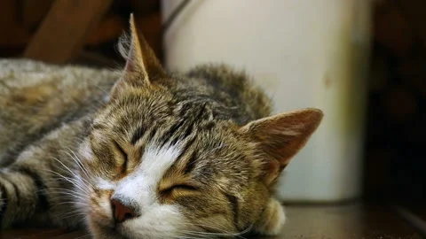 Domestic cat napping Stock Footage 167416640