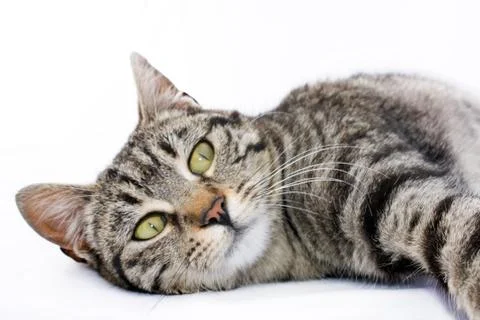 Domestic cat Фото