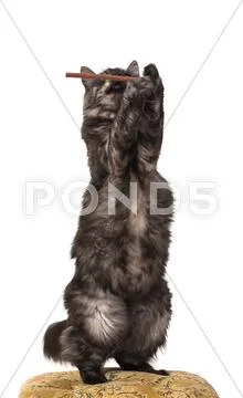 Domestic cat Stock-Fotos