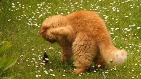 Domestic cat playig with a bird Stock Footage