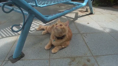Domestic cat playing around Stock Footage 184457913