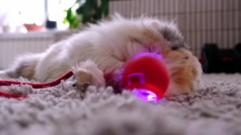 Domestic cat playing with interactive light up ball toy and string in slow .. Stock Footage 330309899