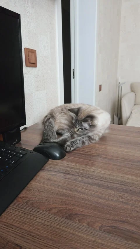 Domestic Cat Playing with Its Tail on Home Office Desk Vertical Shot Stock Footage 340451273
