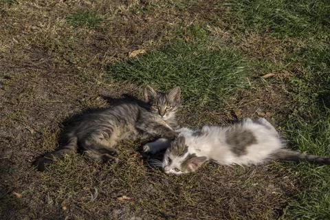 The domestic cat is playing in the yard. Stock Photos