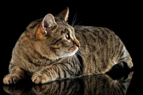 Domestic cat posing in a dark studio Stock Photos
