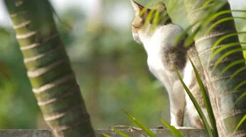Domestic cat relaxing on the wall Stock Footage 47019547