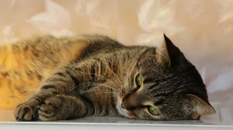 Domestic Cat resting Stock Footage 35798718