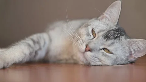A domestic cat rests on a flat surface, displaying its gray fur and relaxed eyes Stock Footage 337101534