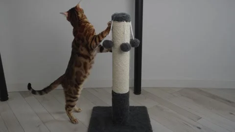 Domestic cat scratching scratching post at home Stock Footage 336106997