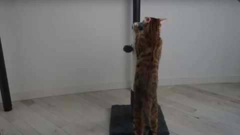 Domestic cat scratching scratching post at home Stock Footage 336107166