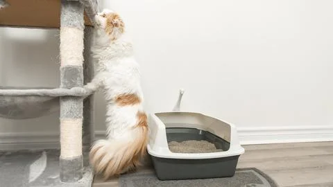 Domestic cat scratching a scratching post beside a litter box on a wooden floor Stock Photos