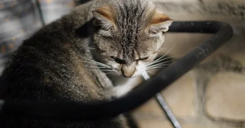 A domestic cat is sitting in a pram . Stock Footage 81345645