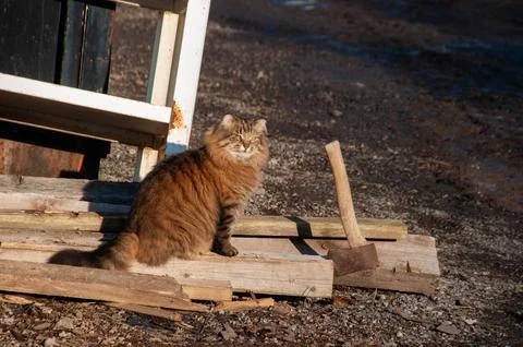 A domestic cat sitting on a stack of old wood Stock Photos