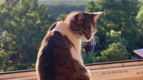 Domestic Cat Sitting on Windowsill Looking Down in Golden Hour Stock Footage 340290665