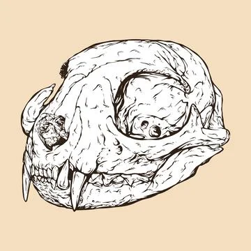 Domestic cat skull head vector illustration Stock Illustration