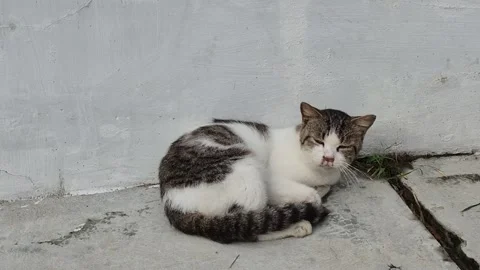 Domestic cat sleeping Stock Footage 327996529