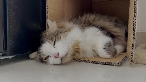 Domestic cat sleeping peacefully inside a cardboard box inside the house Vídeo Stock 330514763