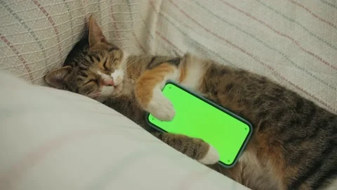 Domestic cat with a smartphone sleeping on sofa in living room. Concept of green Stock Footage 227483676