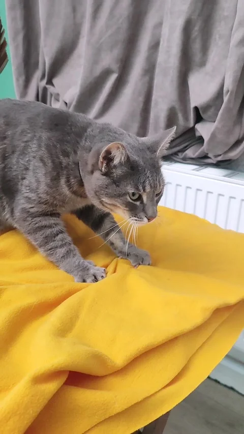 Domestic cat squeezing paws getting ready to relax on a cozy yellow plaid Stock Footage 342435828