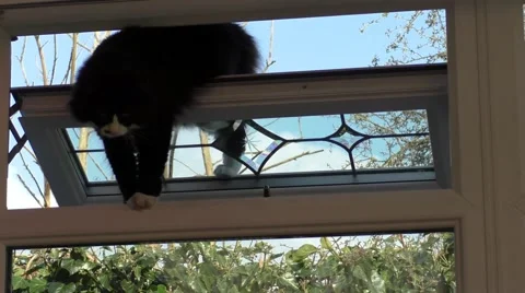 Domestic cat through window opening Stock Footage 49639639