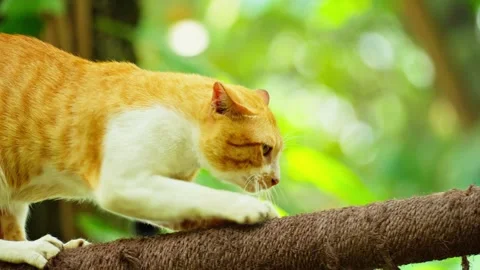 Domestic cat up a tree 10 bit 4k 60fps Stock Footage 269543441