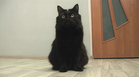 Domestic Cat, washes Stock Footage 45621885