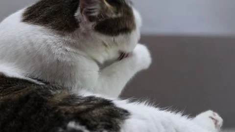 Domestic cat washes itself, fluffy pet licks its paw, close-up Stock Footage 345961437