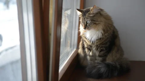 Domestic cat, watching  view from the window. Stock Footage 51636853
