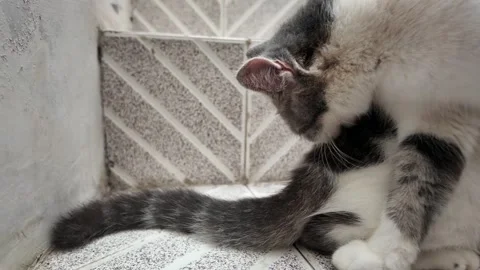 Domestic cat while grooming itself. Kitty cleaning its own fur Vídeos de archivo 292797737