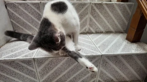 Domestic cat while grooming itself. Kitty cleaning its own fur Vídeos de archivo 292798352