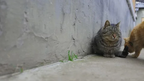 Domestic cat in the yard. Spring day, cats outside. Black and gray striped cat Stock Footage 237339130