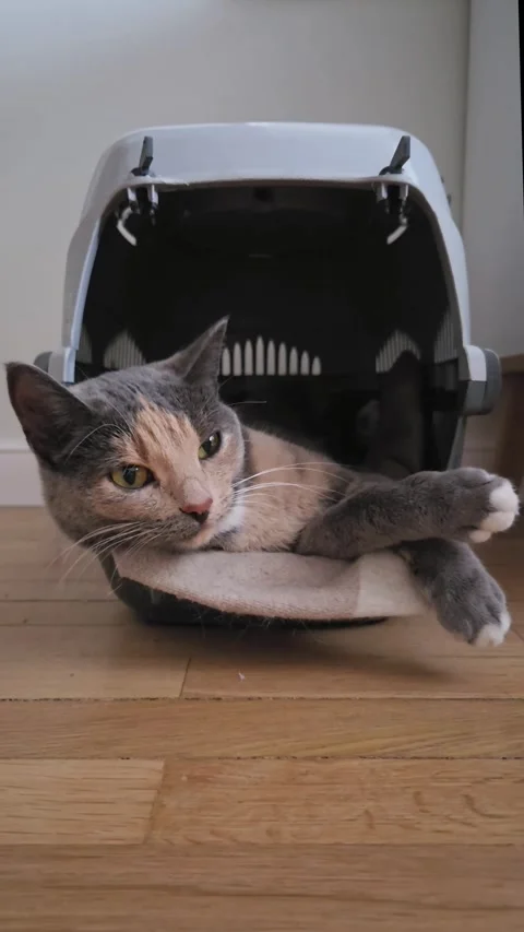 Domestic Cat Yawning While Relaxing in Open Pet Carrier Indoors Vertical Shot Vidéo 340451272