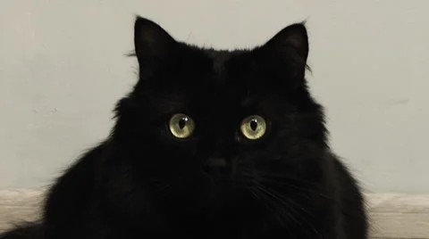 Domestic Cat,blink. Stock Footage 45621886