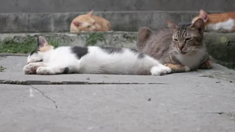 Domestic Cats Relaxing Outdoors with One Cat Yawning in Foreground Vidéo 336984341