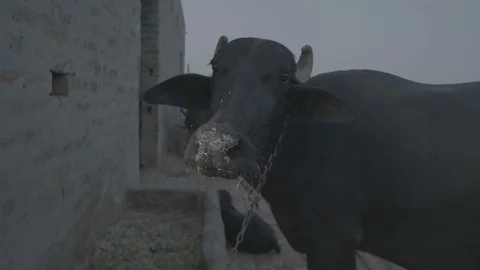 Domestic Cattle Video stock 112396897